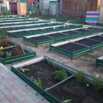 Грядка — изображение 14